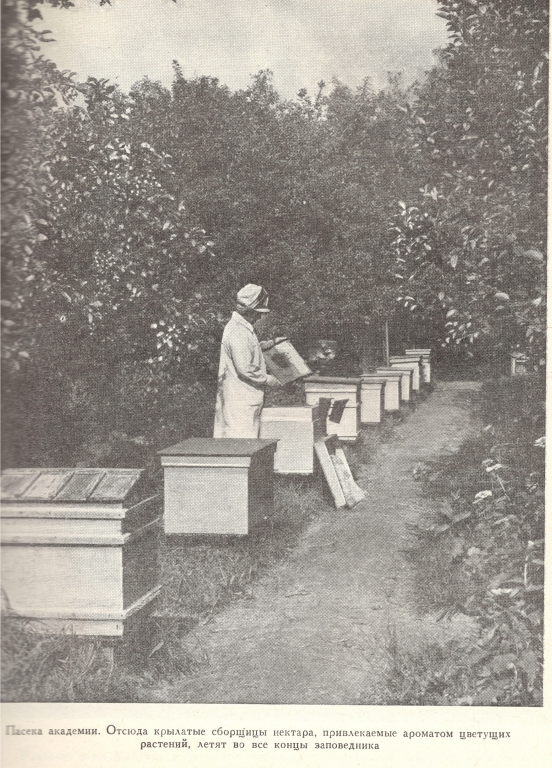 1729280 Улии карпатских пчел Учебной пасеки Зоофака МСХА в яблонном саду.jpg