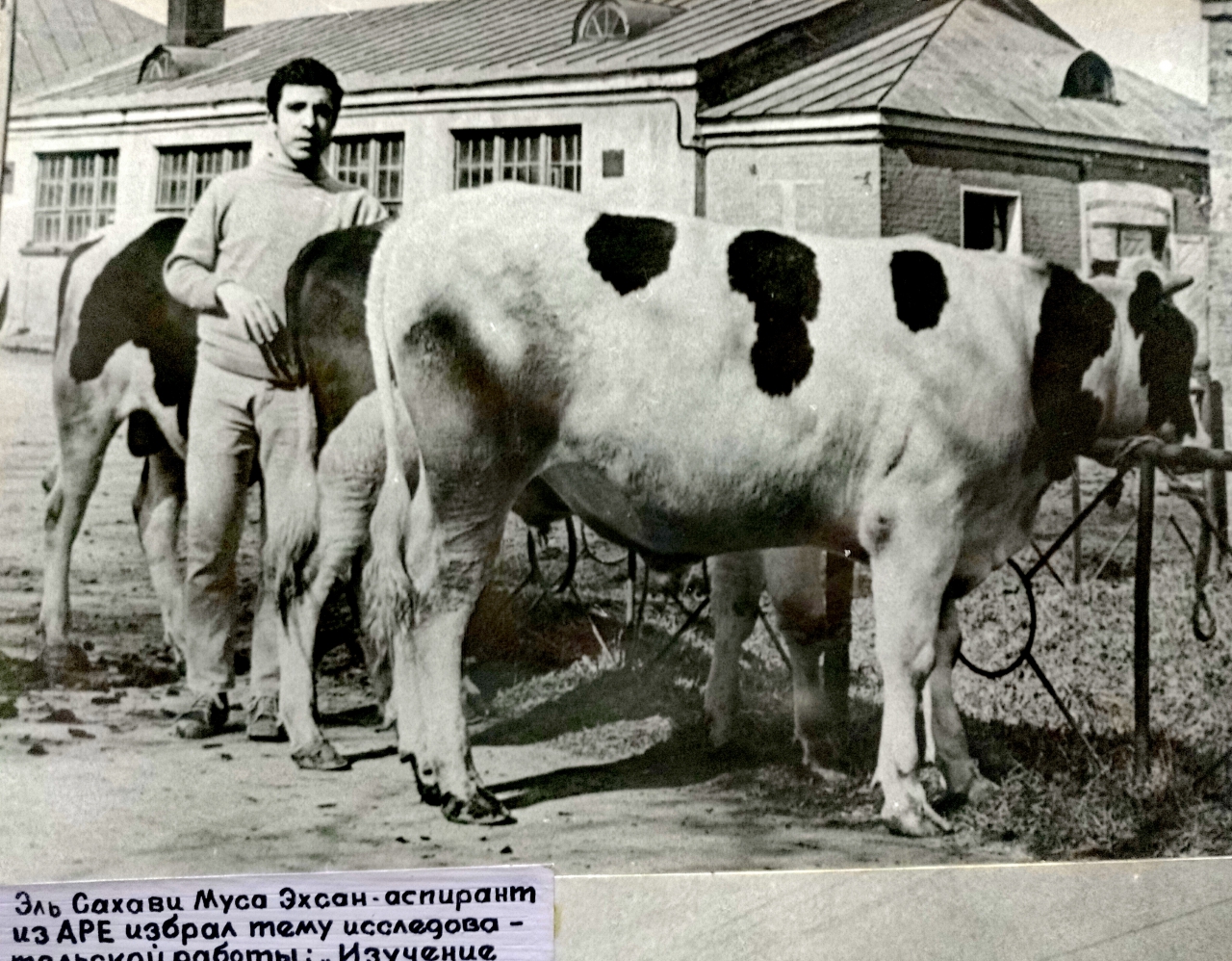 1725758 Двор УОФ МСХА. Аспирант-тимирязевец из Египта изучает бычков холмогорской породы.jpg