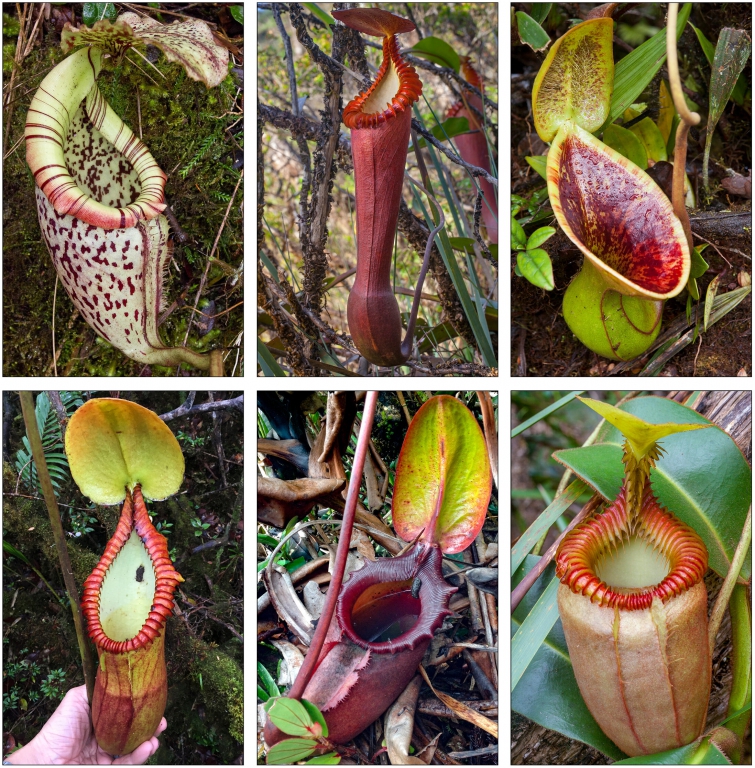 carnivorous-plants-hav.jpg