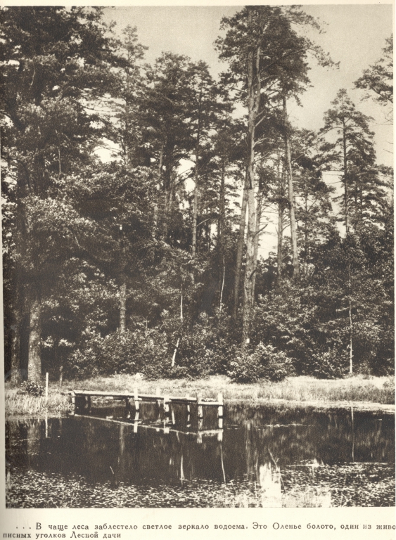 1729079 Оленье болото (озеро) на Лесной опытной даче МСХА.jpg