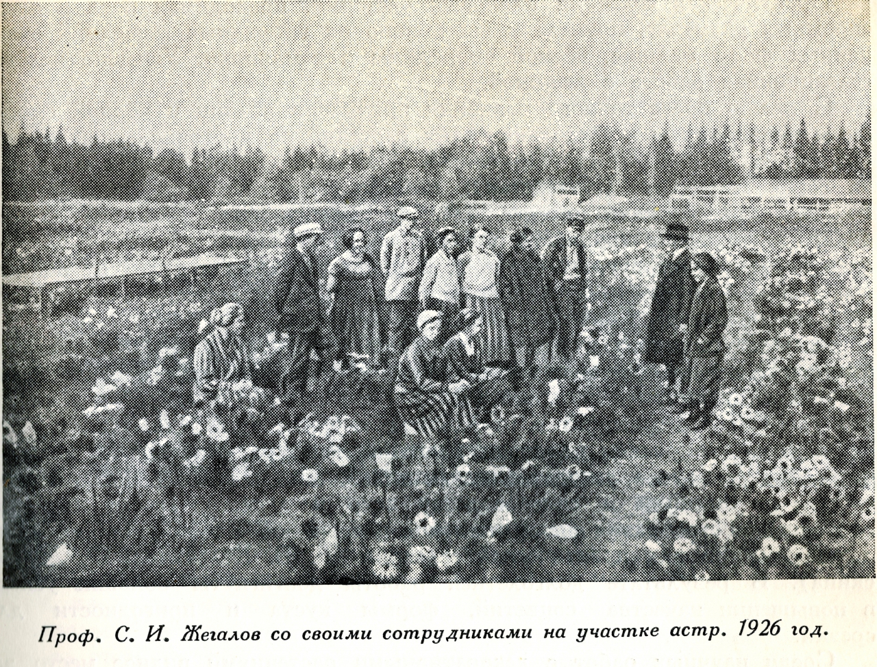 1730948 Опыты с астрами лаборатории садоводства и огородничества профессора Сергея Жегалова.jpg
