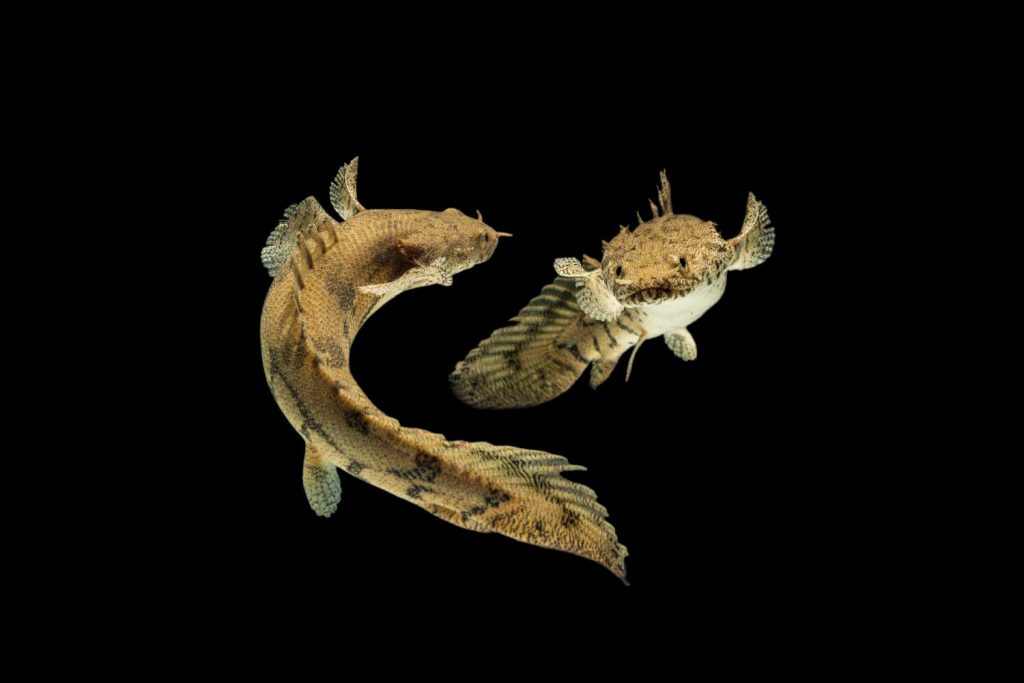 polypterus-endlicheri-bichir-fish-on-black-background-1-1024x683.jpg