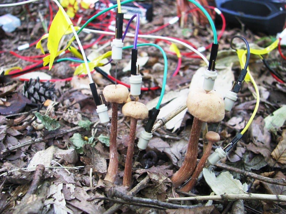 mushrooms-and-their-po.jpg