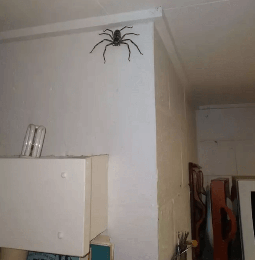 26092023-huge-spider2.png