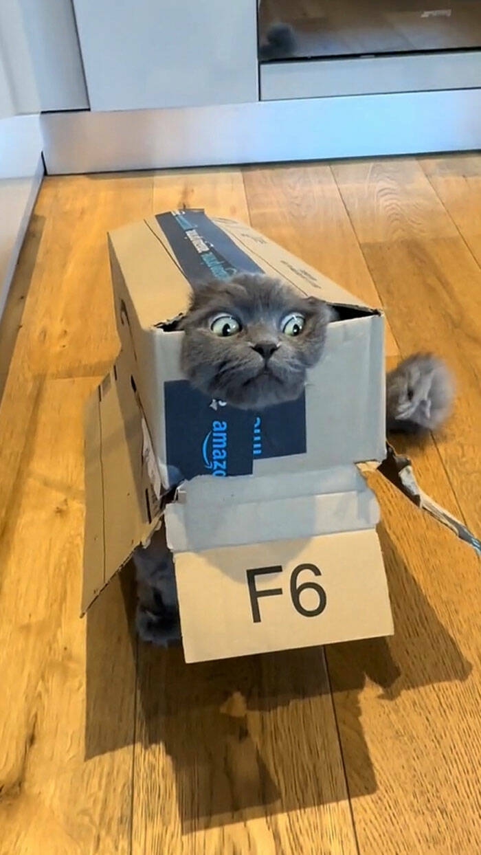 pets_and_their_adorable_404_brain_not_found_moments_640_high_03[1].jpg