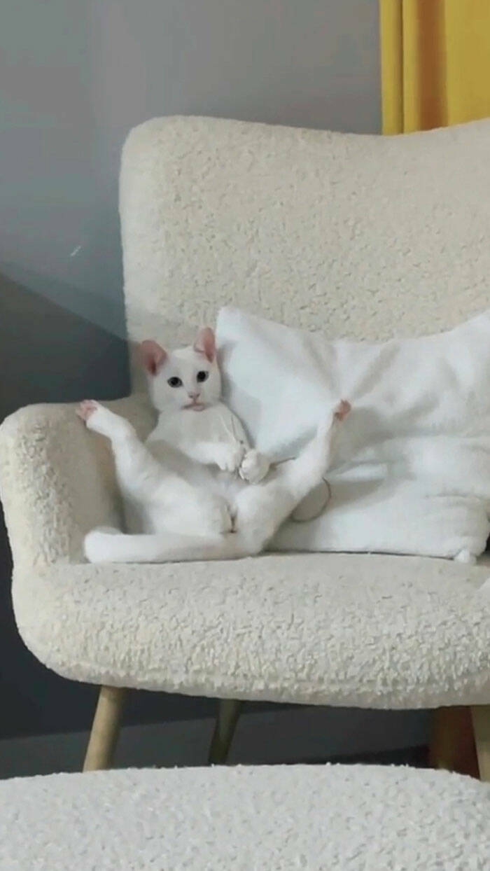 pets_and_their_adorable_404_brain_not_found_moments_640_high_11[1].jpg