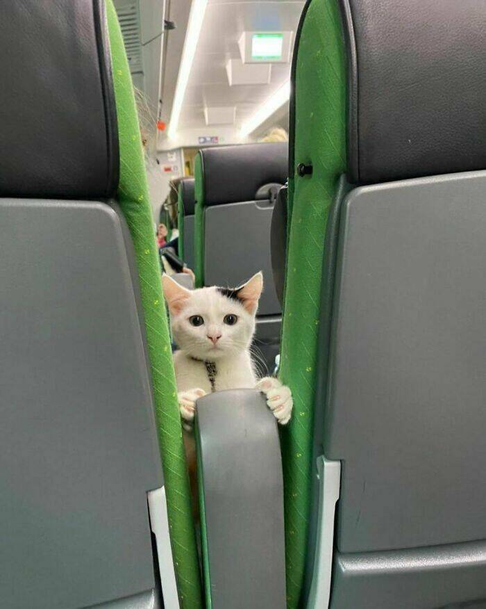 feline_charm_unleashed_cats_at_their_most_adorable_640_high_02[1].jpg