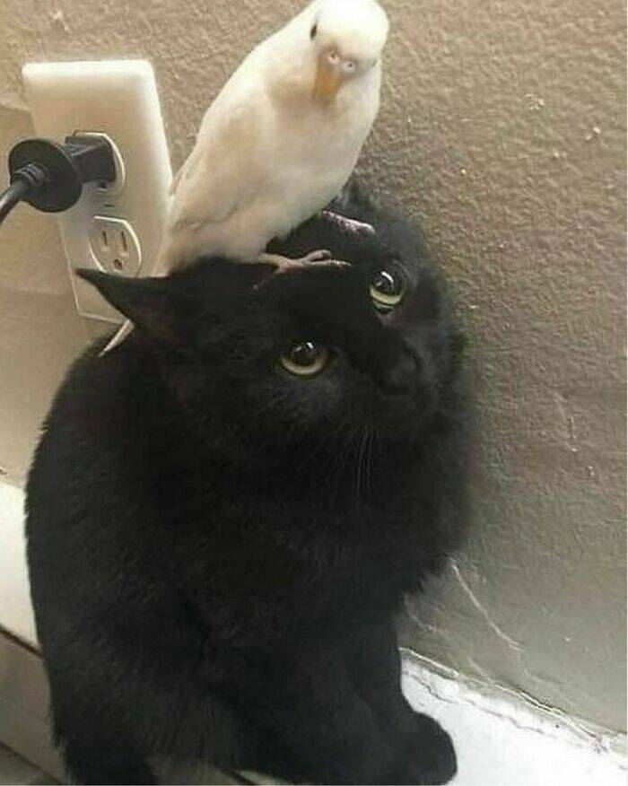 feline_charm_unleashed_cats_at_their_most_adorable_640_high_05[1].jpg