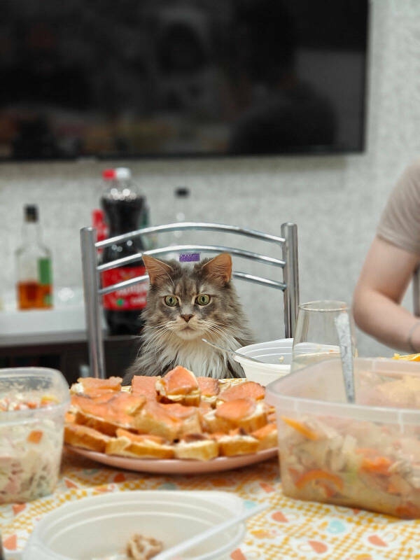 laughoutloud_cat_pictures_you_cant_miss_640_high_13[1].jpg