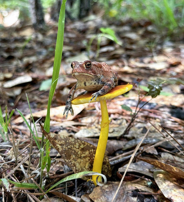 adorable_frog_photos_that_will_make_you_smile_640_high_25[1].jpg