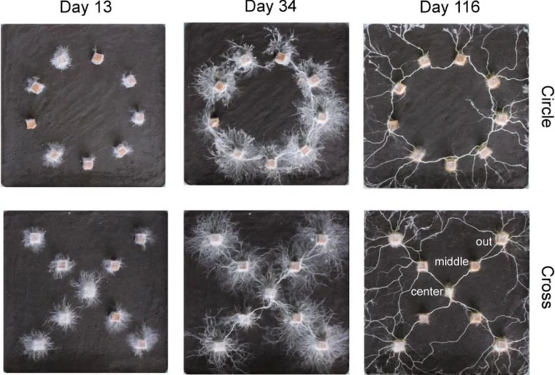 Fungal-Mycelial-Networks-Connecting-Wood-Blocks.webp