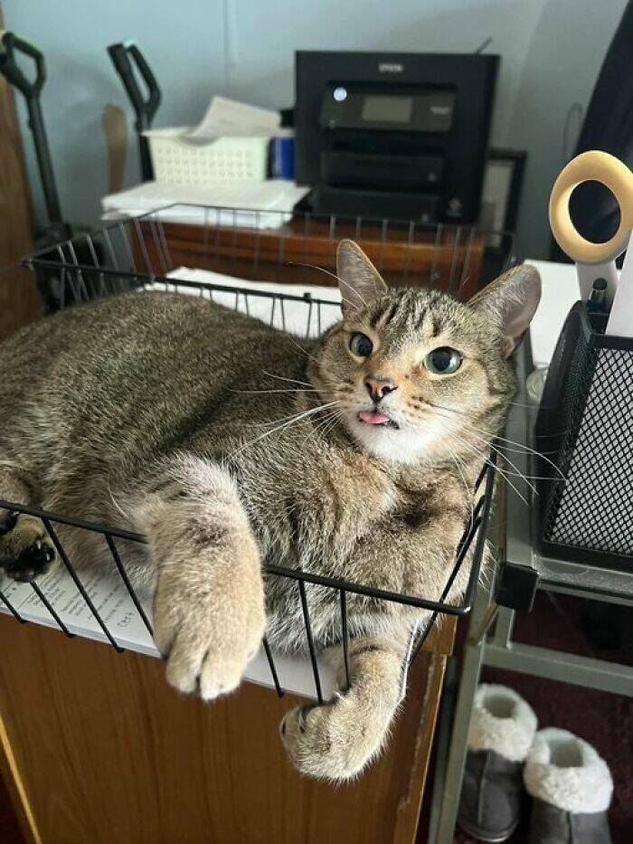 hardworking_cats_who_take_their_jobs_way_too_seriously_640_high_33[1].jpg