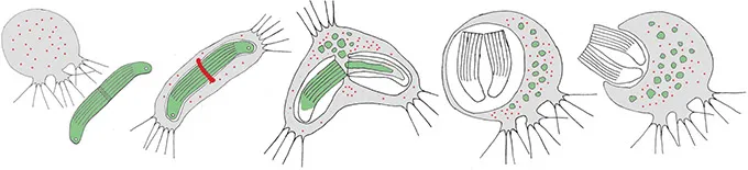 Strigomyxa-ruptor-strategy.webp