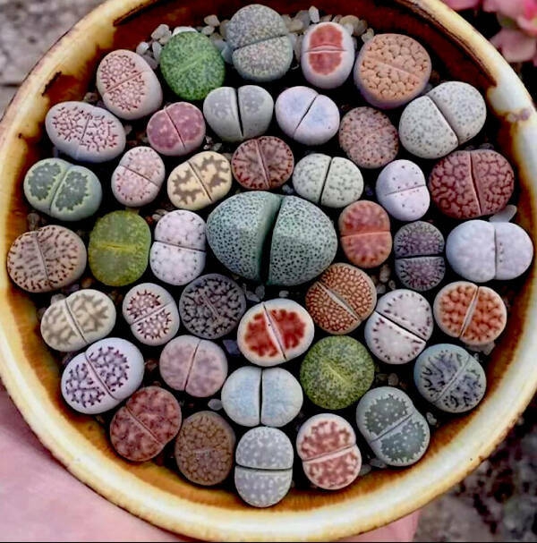 satisfying_images_that_are_pure_eye_candy_640_high_03[1].jpg