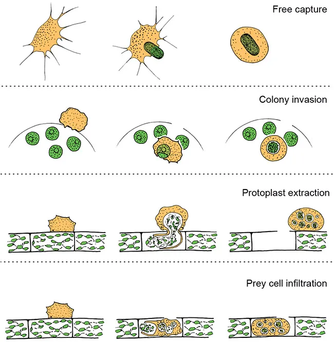 vampyrellidae-feeding-strategies.webp