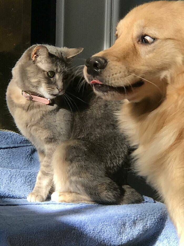 animals_being_delightfully_weird_and_cute_640_high_10[1].jpg