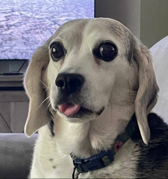 animals_being_delightfully_weird_and_cute_640_high_50[1].jpg