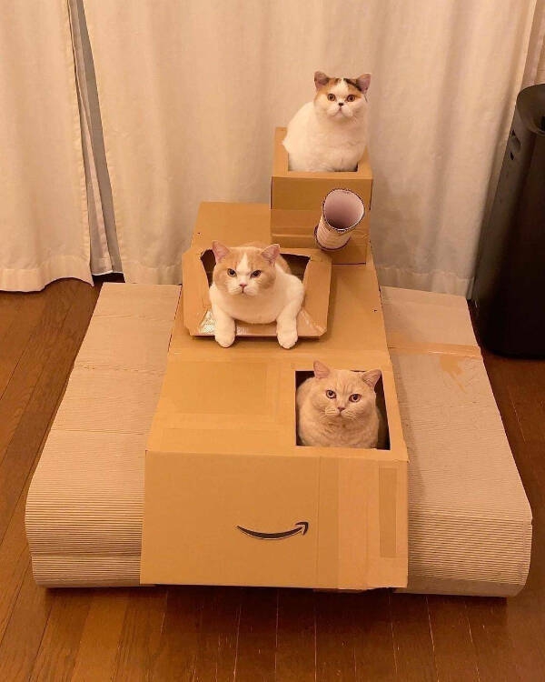 purrfectly_hilarious_cat_memes_and_photos_640_high_12.jpg