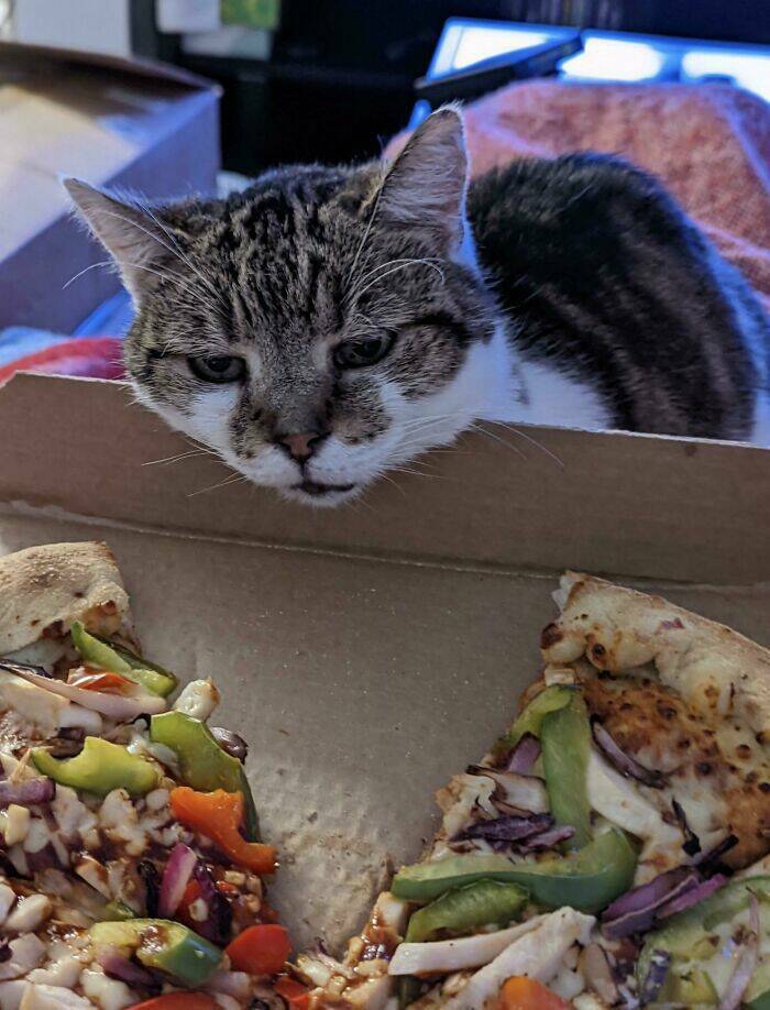when_animals_give_you_the_can_i_have_some_look-8[1].jpg