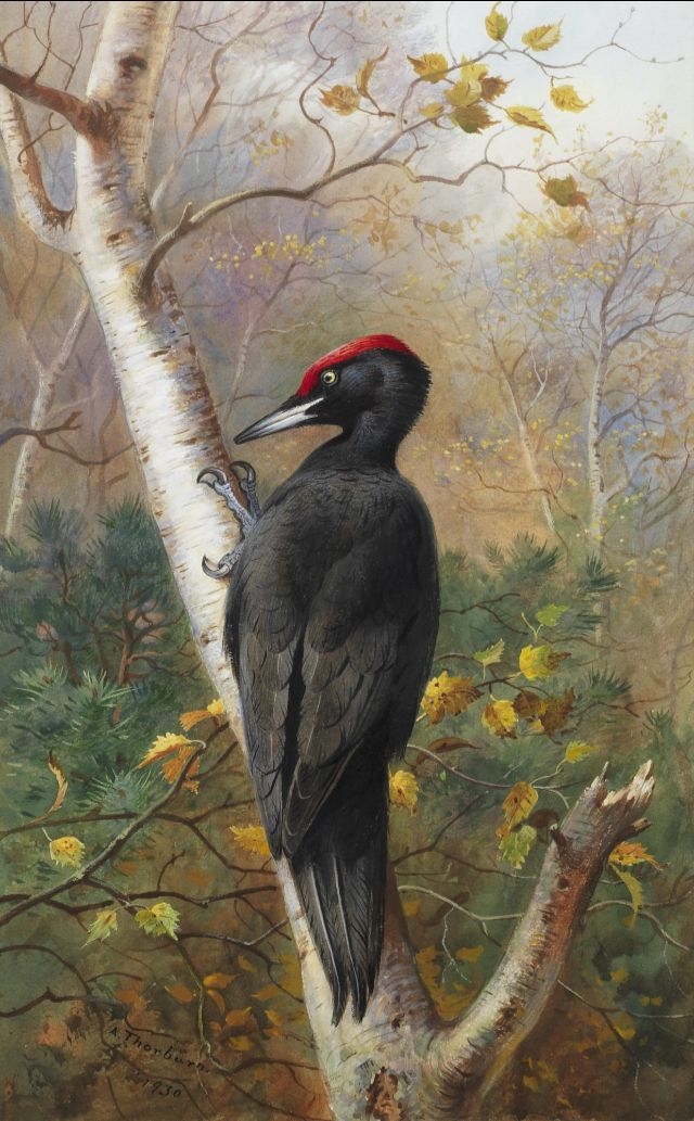 archibald-thorburn-5.jpg