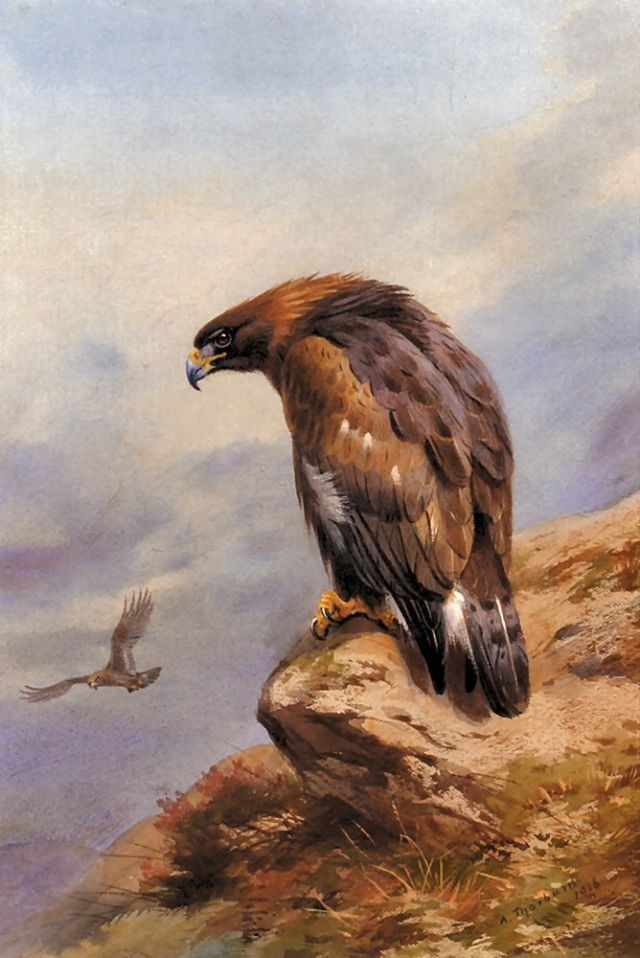 archibald-thorburn-8.jpg