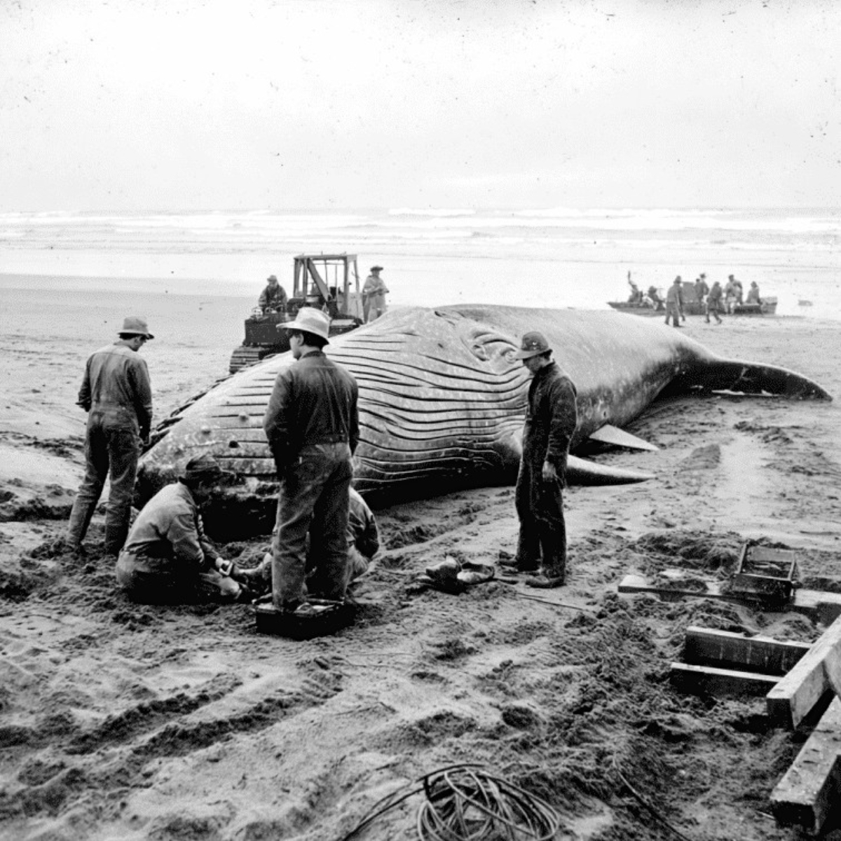 1970-whale-explosion-1.jpg