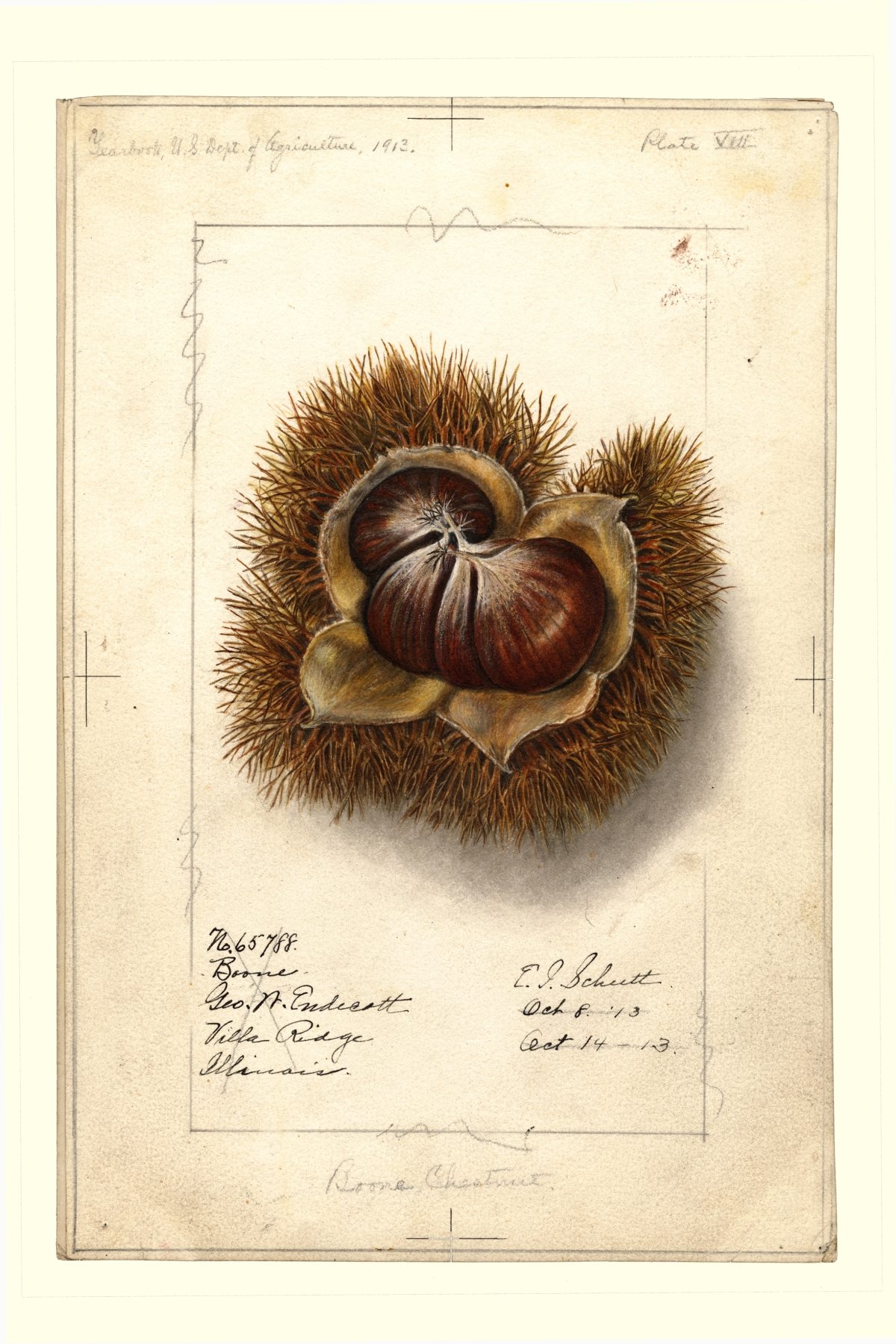 Boone-chestnuts-by-Ellen-Isham-Schutt-1887-1200x1800.jpeg