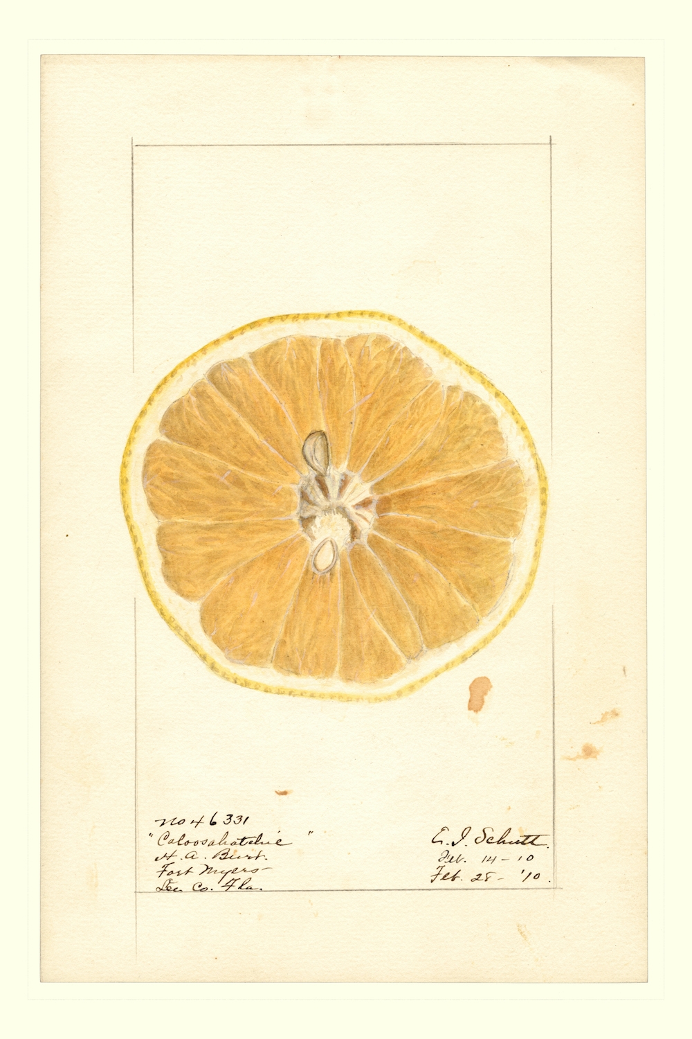 Caloosahatchie-grapefruit-Ellen-Isham-Schutt-1887.jpeg