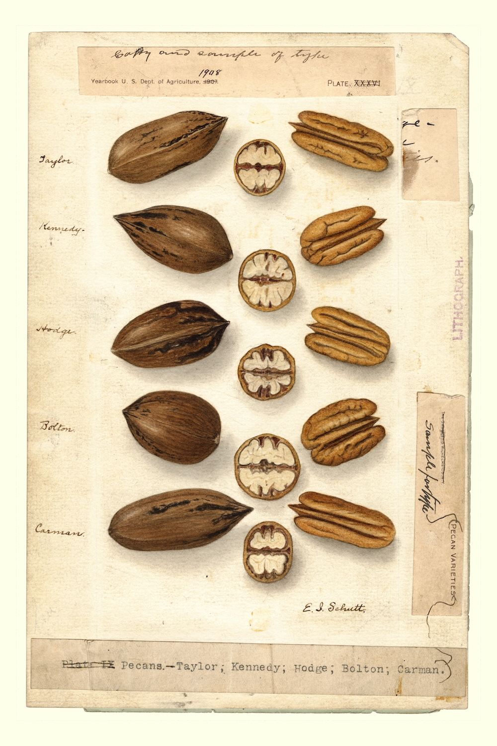 Carya-illinoinensis-pecans-Ellen-Isham-Schutt-1887.jpg