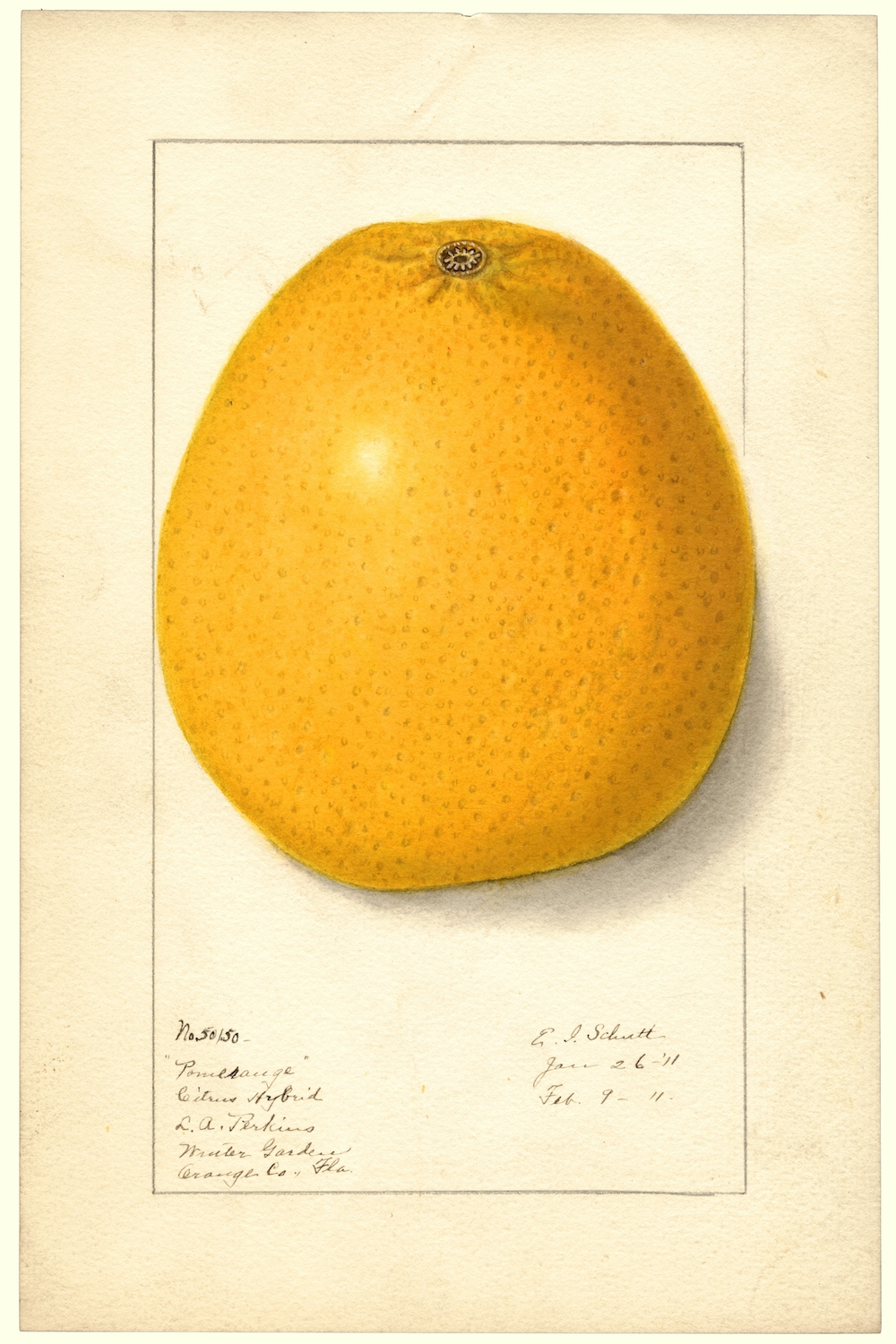 Citrus-by-Ellen-Isham-Schutt-1887.jpg