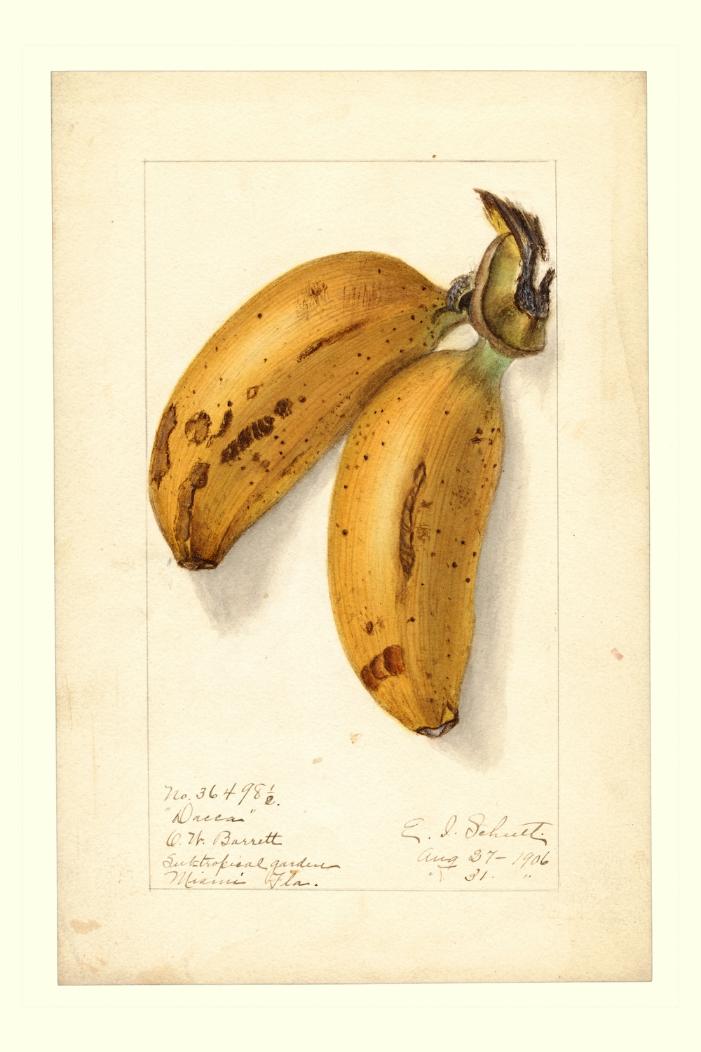 Dacca-banana-by-Ellen-Isham-Schutt-1887.jpg