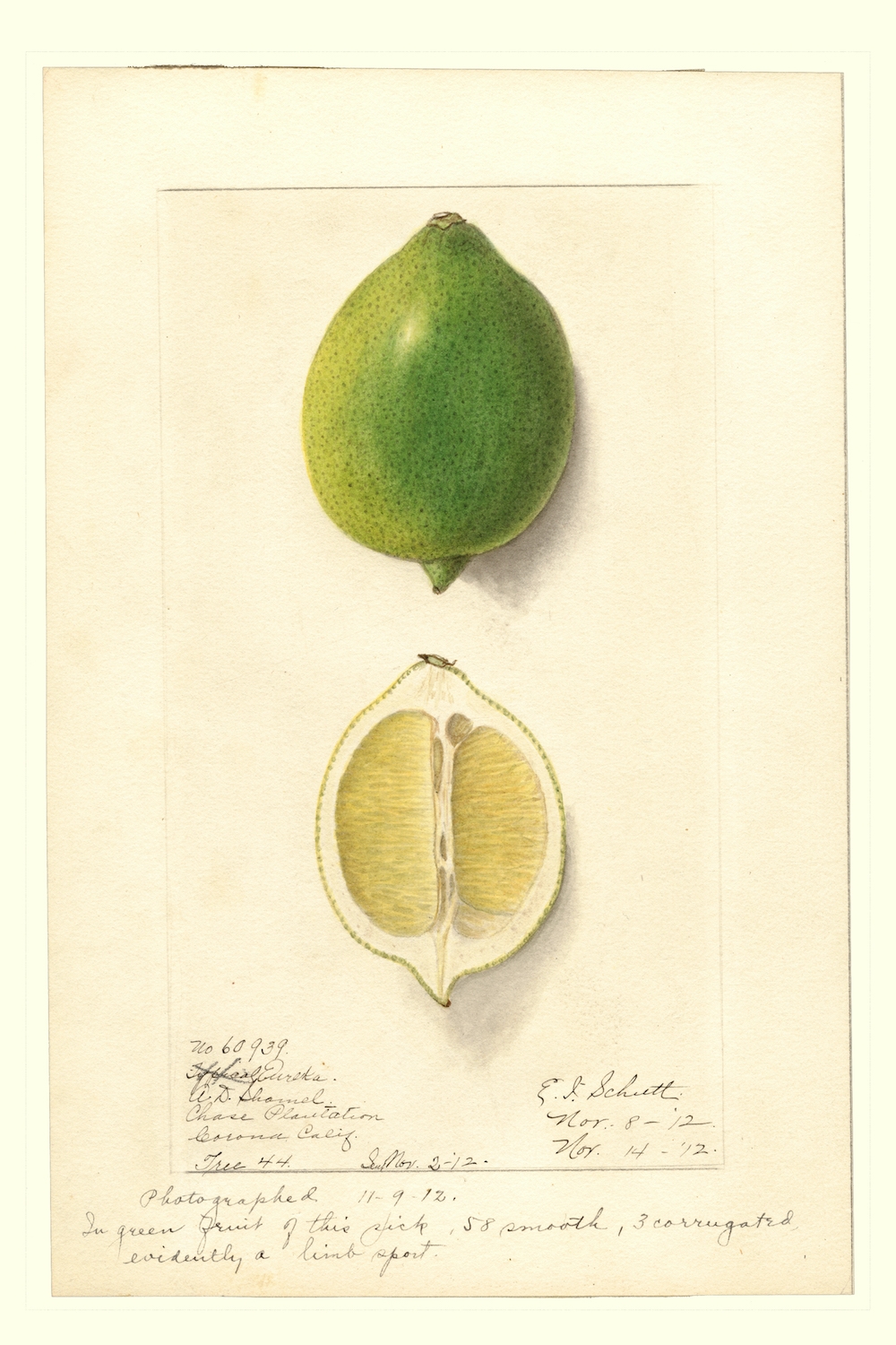 Eureka-lime-Ellen-Isham-Schutt-1887.jpeg