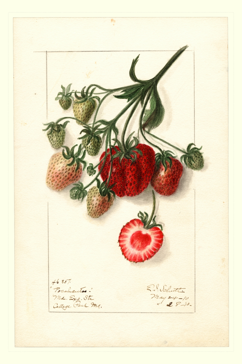 Fragaria-Pocahontas-Ellen-Isham-Schutt-1887.-jpg.jpg