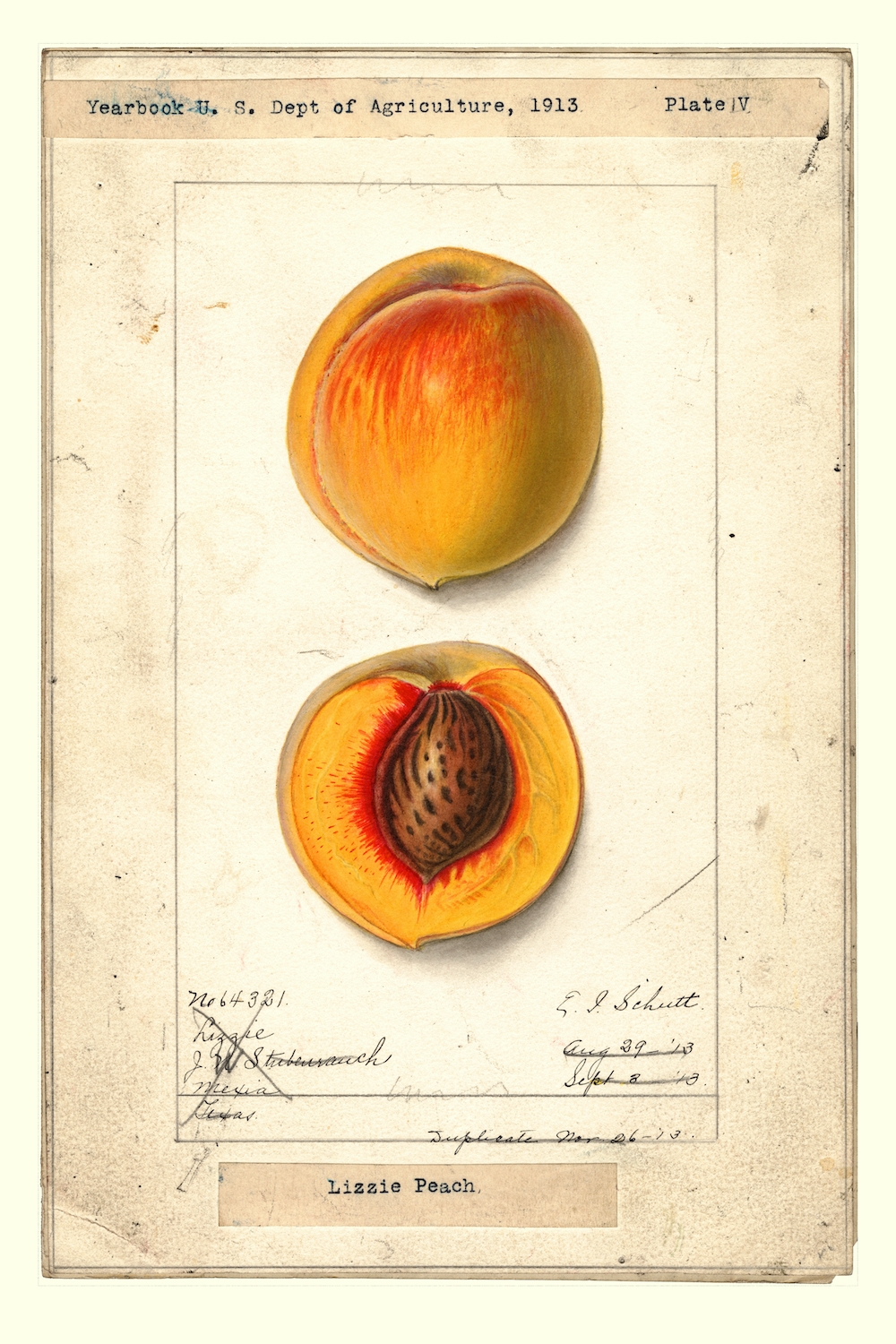 Lizzie-peaches-by-Ellen-Isham-Schutt-1887.jpg