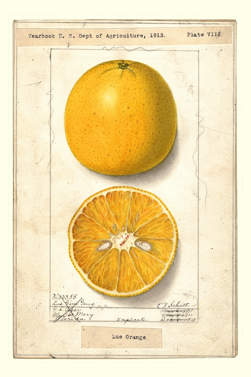 Lue-Gim-Gong-oranges-Ellen-Isham-Schutt-1887.jpg