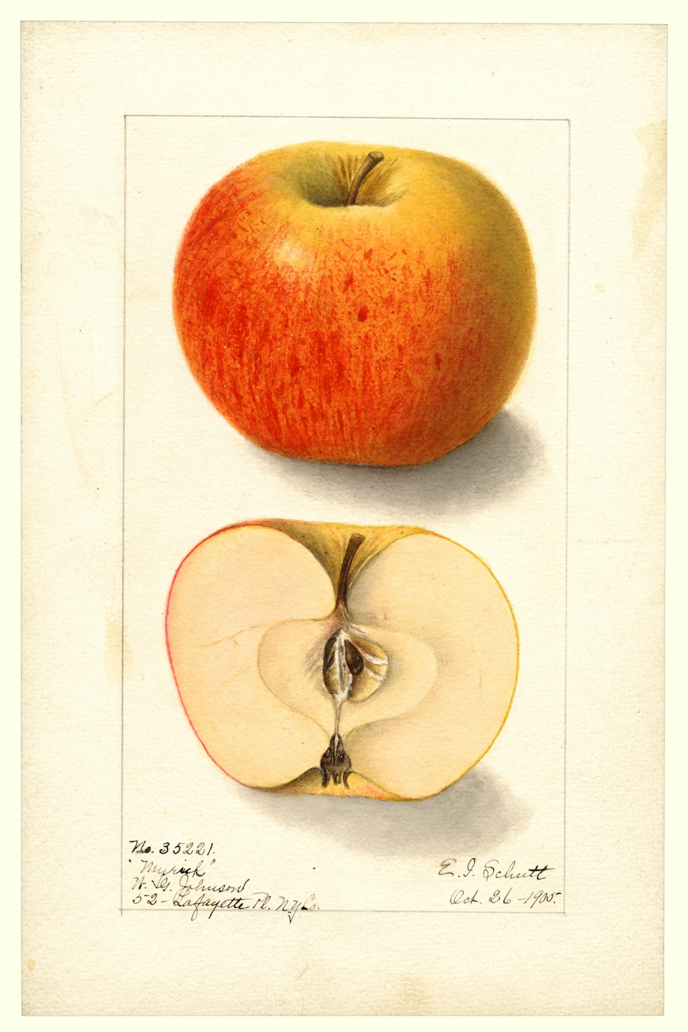 Malus-domestica-by-Ellen-Isham-Schutt-1887.jpg