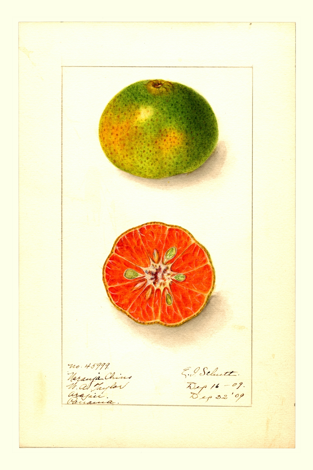 Naranja-Chino-by-Ellen-Isham-Schutt-1887.jpg