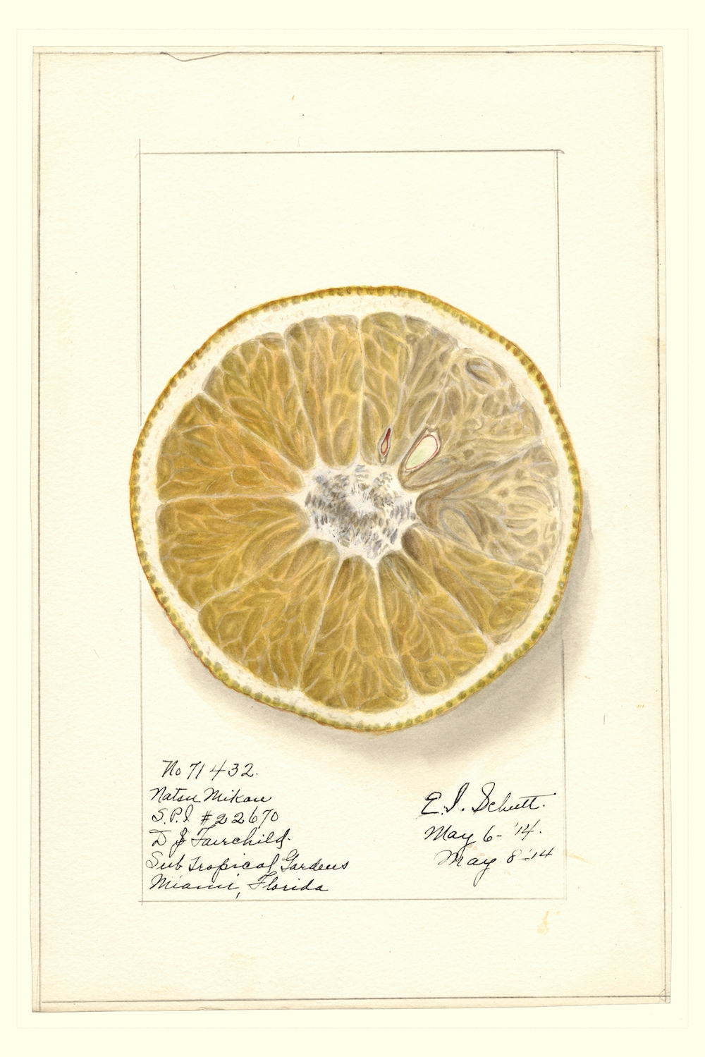 Natsumikan-grapefruit-Ellen-Isham-Schutt-1887.jpg