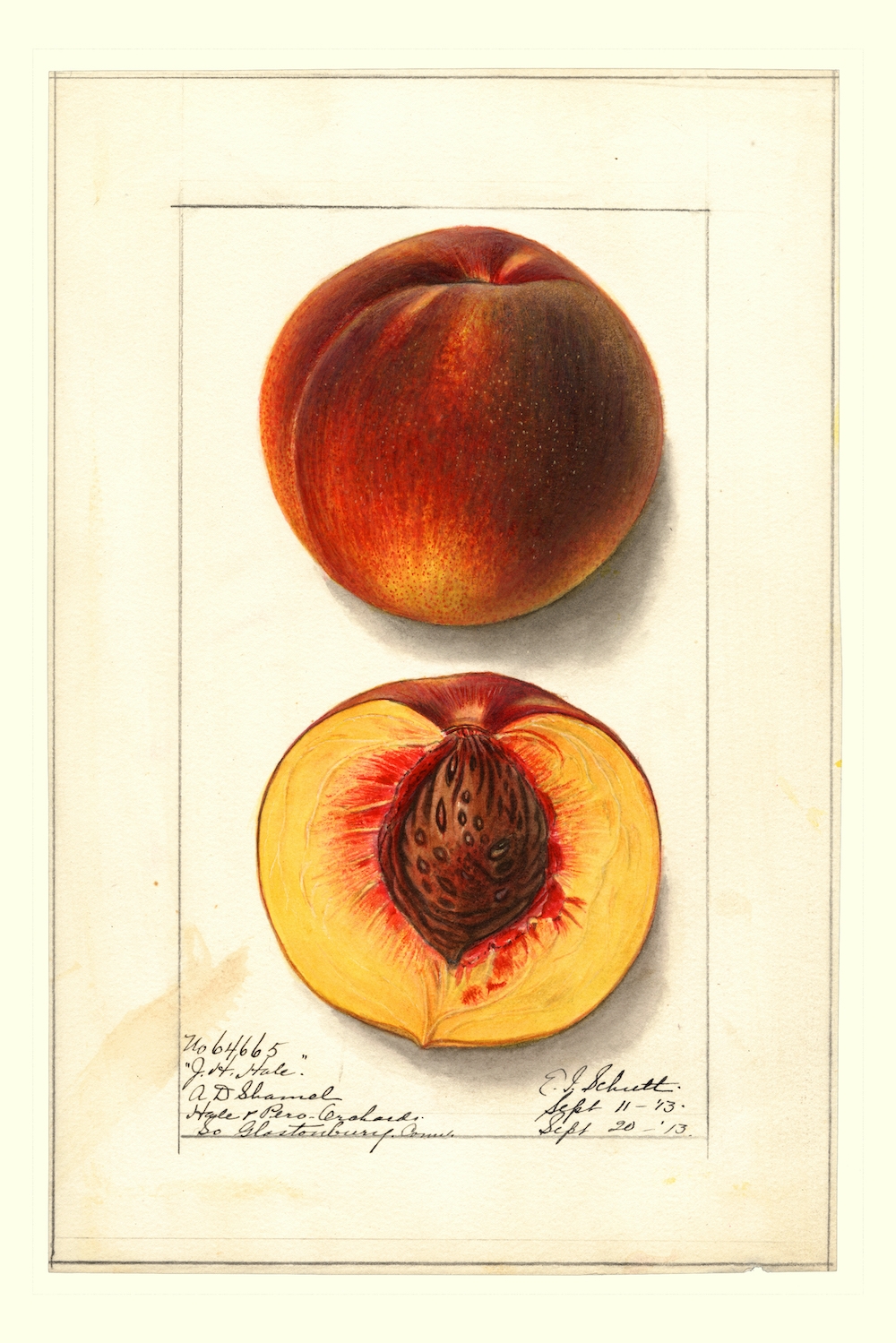 Prunus-persica-by-Ellen-Isham-Schutt-1887.jpg