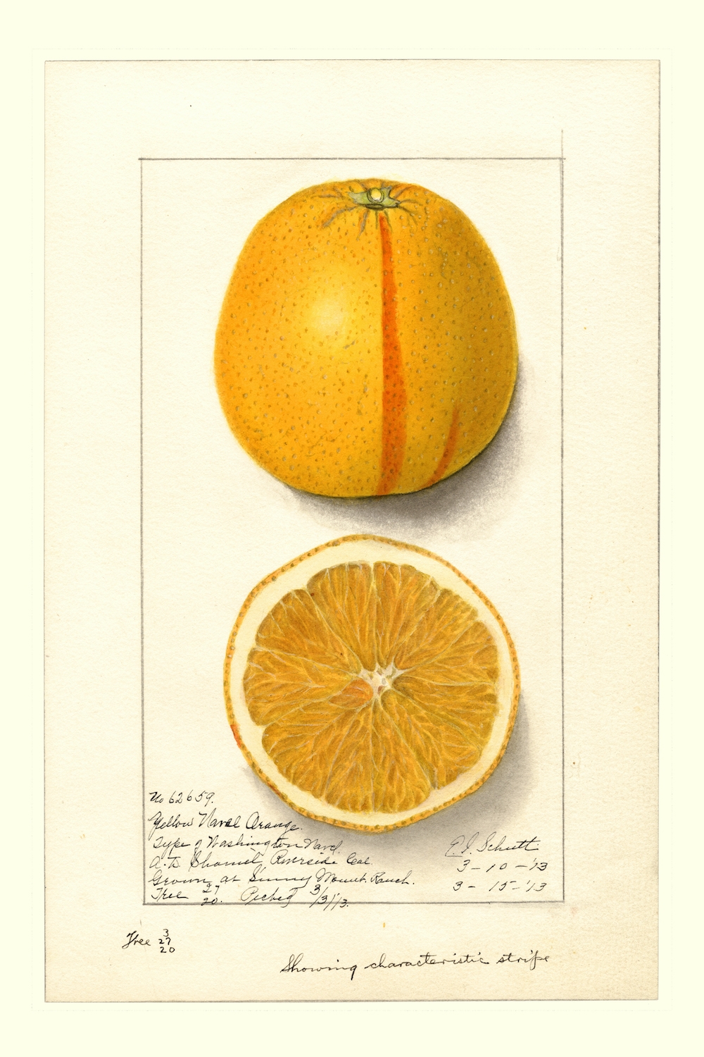 Washington-Navel-by-Ellen-Isham-Schutt-1887.jpeg